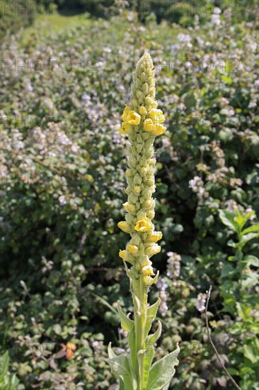 Great mullein