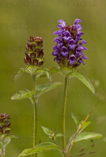 Common Selfheal