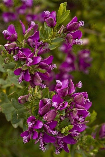 Myrtle-leaved crucifer