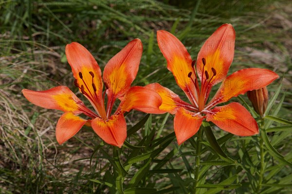 Orange fire lily