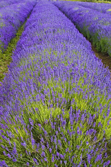 Cultivated lavender