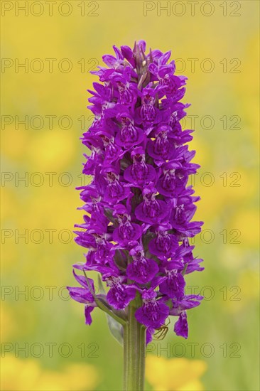 Northern Marsh Orchid