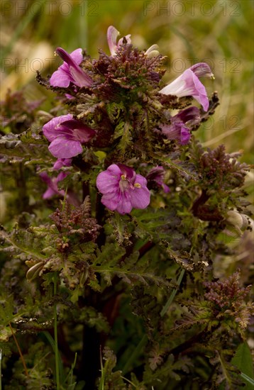 Marsh lousewort