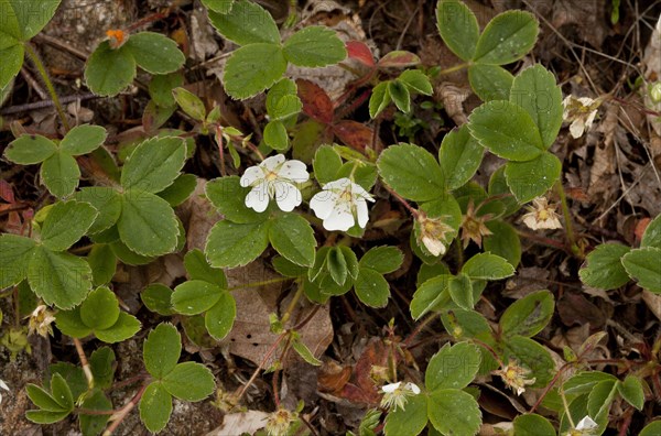 Flower of the mountain cinquefoil