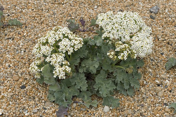 Sea kale