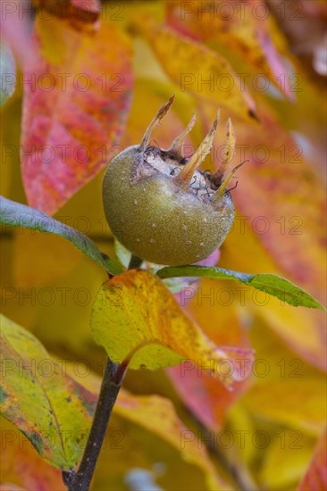 Common medlar