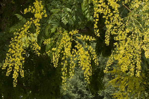 Golden Rain Tree