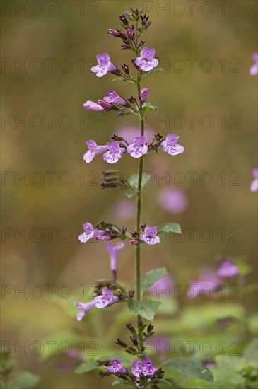 Wood Calamint