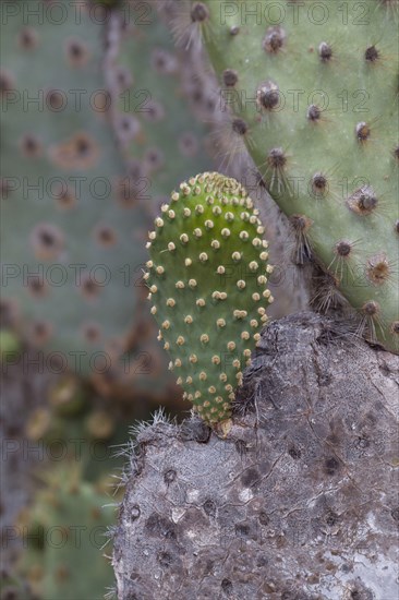 (Opuntia galapageia) var profusa, found on Rabida island, the spines are the leaves and the pads are the stem, Galapagos