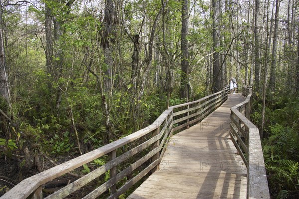 Boardwalk with tourists in swamp habitat