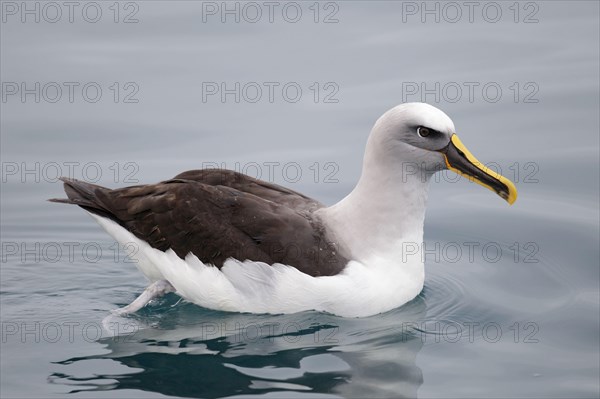 Adult buller's albatross
