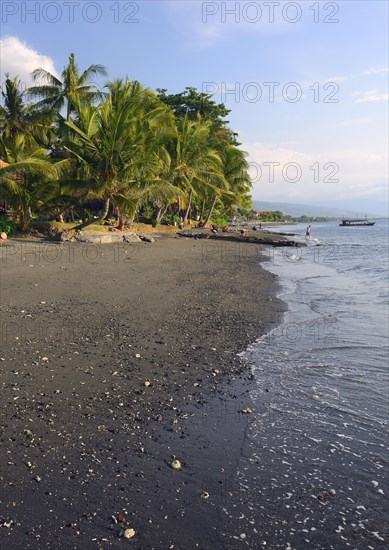 Coconut palms