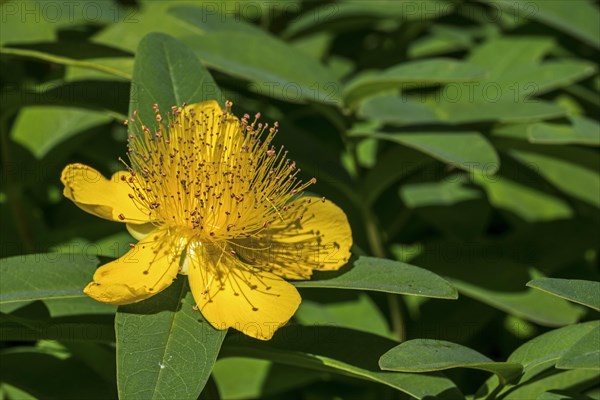 Rose-of-Sharon