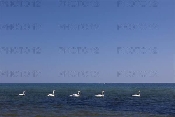 Group of mute swans