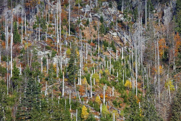 Dead spruce trees infested by the European spruce bark beetle