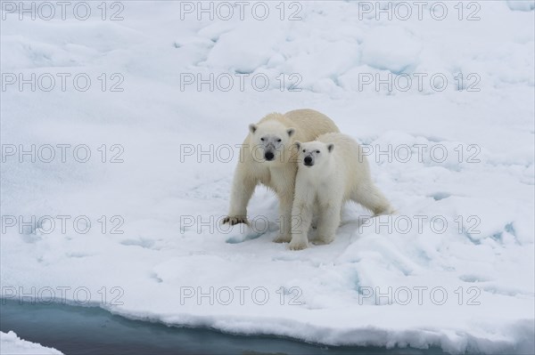 Mother polar bears