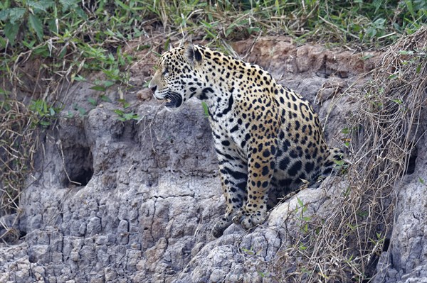 Young jaguar