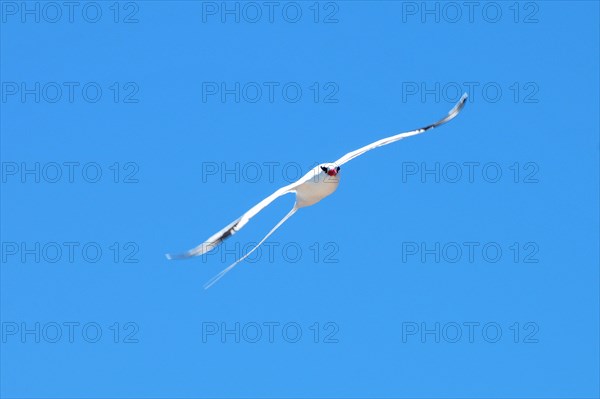 Red-billed Tropic Bird