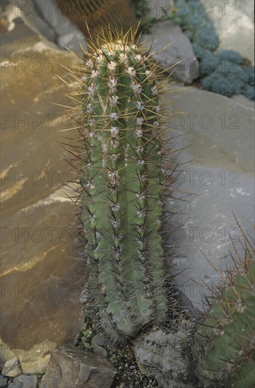 White flowering bristlecereus