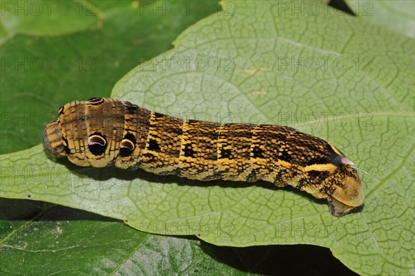 Elephant hawk-moth