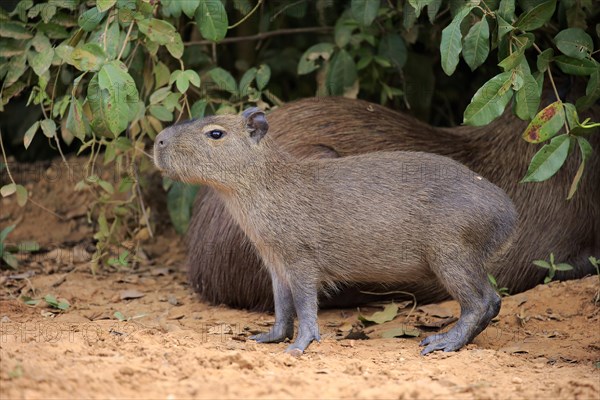 Capybara