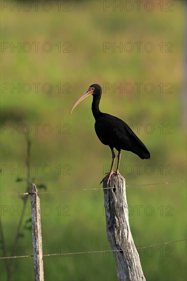 Bare-faced ibis