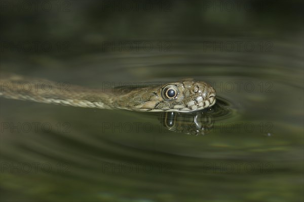 Viperine Water Snake