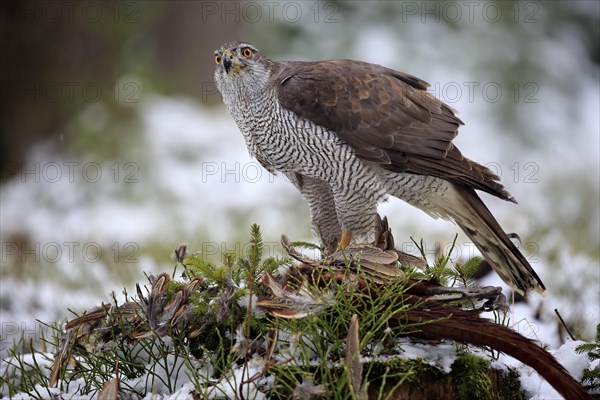 Northern goshawk