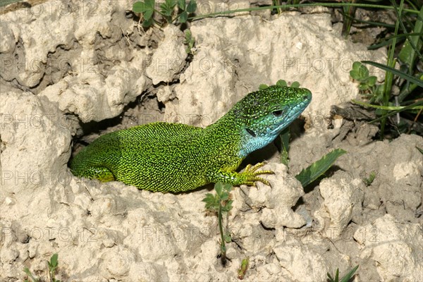 Eastern green lizard