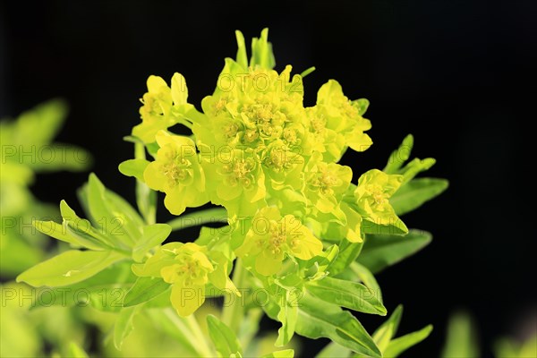 Marsh spurge