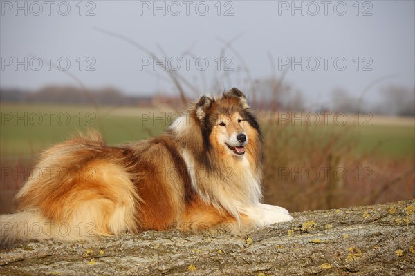 Scottish shepherd dog