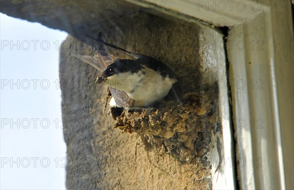 Common house martins