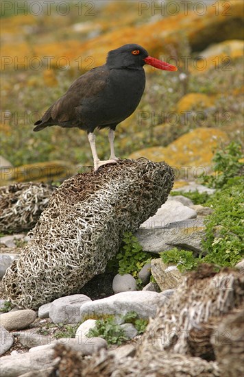 Blackish oystercatcher