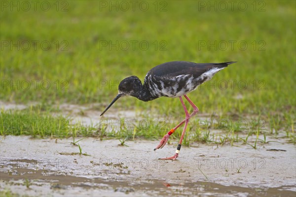 Black Stilt