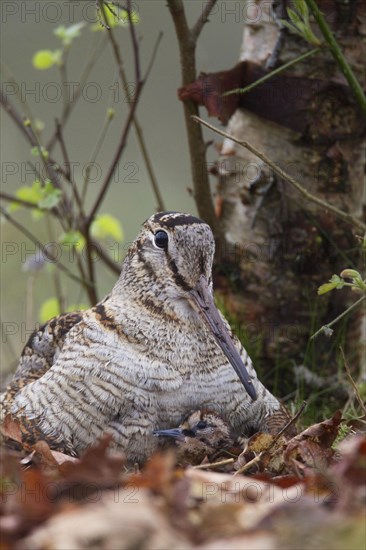 Eurasian woodcock