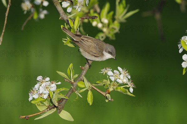 Lesser whitethroats