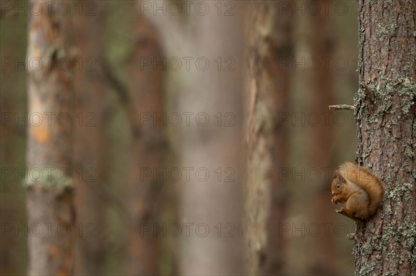 Eurasian red squirrel