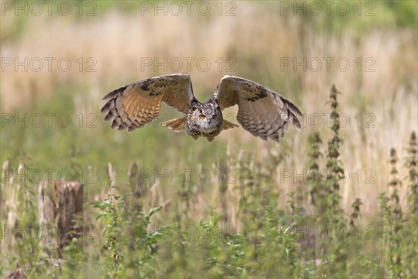 Eurasian eagle-owl