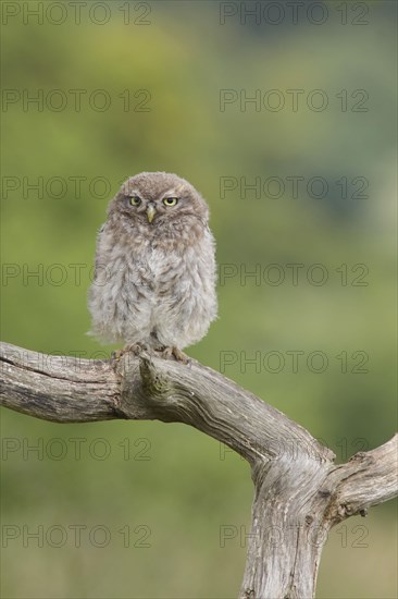 Little Owl