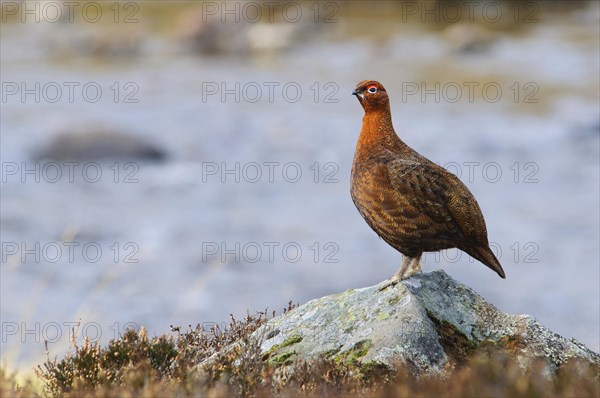 Scottish Grouse