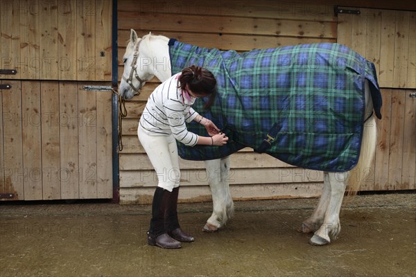 Welsh pony