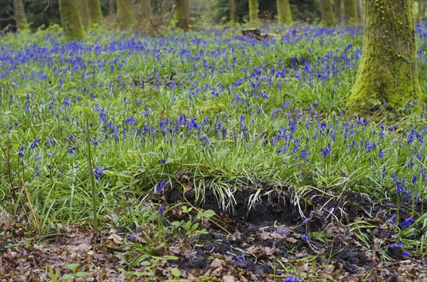 Endymion hyacinth