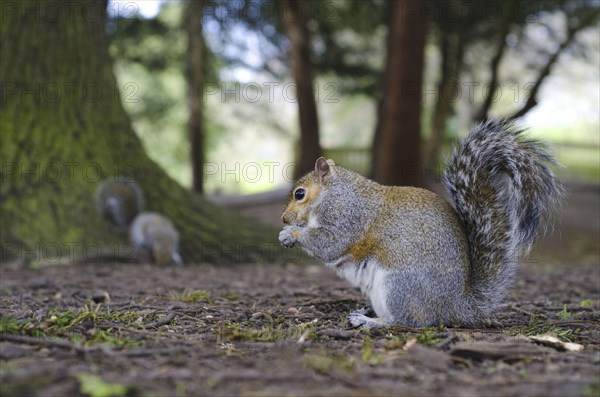 Eastern eastern gray squirrel