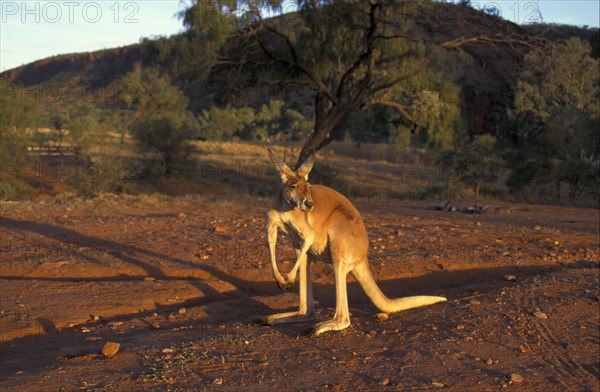 Red kangaroo