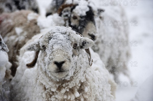 Domestic Sheep