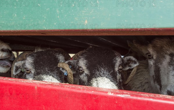 Sheep farming