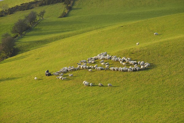 Domestic sheep