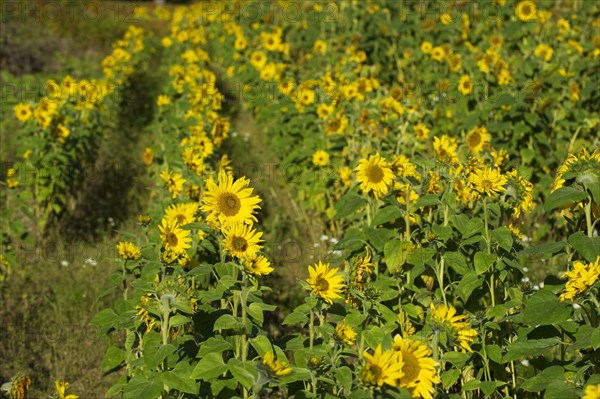 Sunflower crop