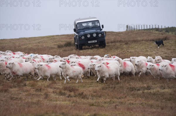 Domestic Sheep