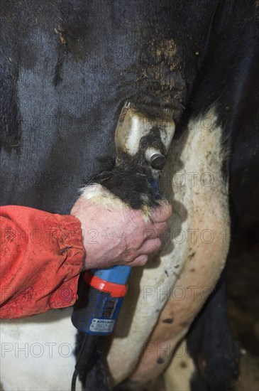 Dairy farmer cuts hair from the fur of dairy cows